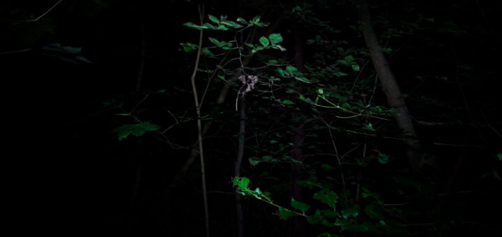 Francisco C. Goldschmidt: RUIL