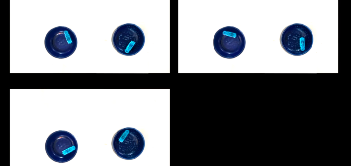 Jana De Troyer: Inneres Insektenballett